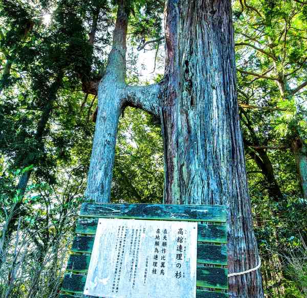 高舘連理の杉